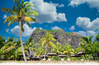 Scenic view of palm trees against sky