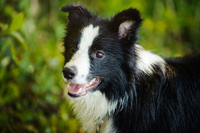 Close-up of dog