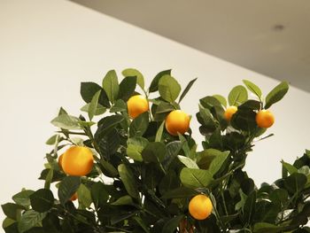 Close-up of fruits on tree