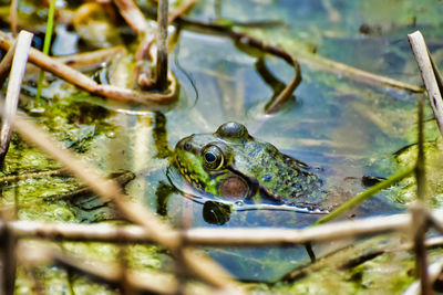 Bullfrog in the pond