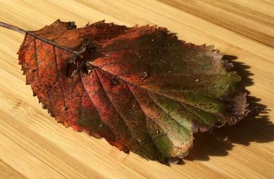 Close-up of leaf on table