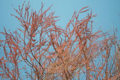 Low angle view of bare tree against sky