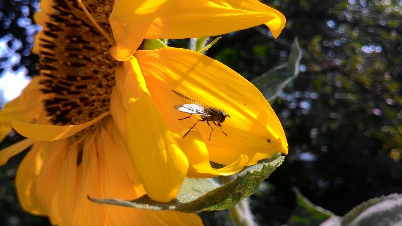 insect, animals in the wild, one animal, animal themes, wildlife, flower, yellow, petal, close-up, fragility, freshness, beauty in nature, focus on foreground, nature, pollination, growth, butterfly - insect, plant, flower head, pollen