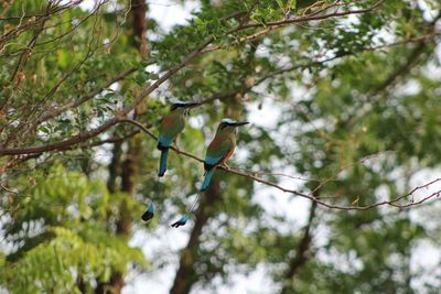 Low angle view of bird perching on tree