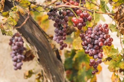 Beautiful red or black ripe grapes under the autumn sun with yellow leaves