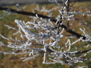 Close-up of frozen twig