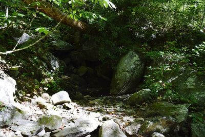 Stream flowing in forest