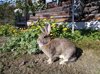 Rabbit sitting at the house. the rural scene.
