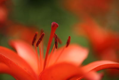 Close-up of red flower