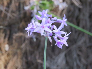 Close-up of purple flowering plant