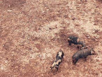 High angle view of pigs standing on field