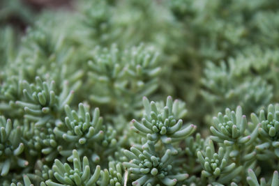 Close-up of plants