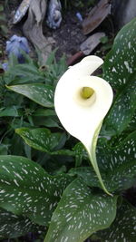 High angle view of flower blooming in water