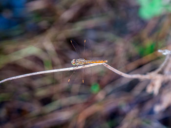 Close-up of insect