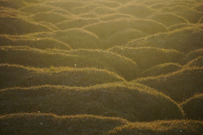 Full frame shot of agricultural field