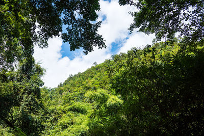 Low angle view of trees against sky