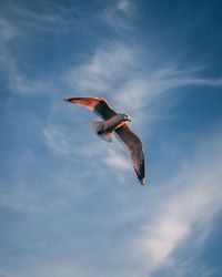 Low angle view of bird flying against sky