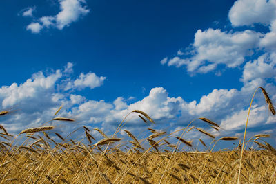 Scenic view of field against blue sky