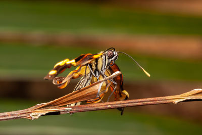 Close-up of insect