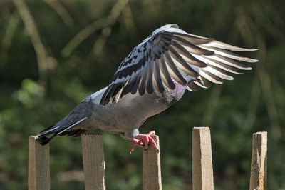 Close-up of bird flying over wooden post