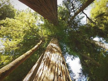 Low angle view of trees in forest against sky