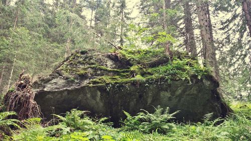 Plants and trees in forest