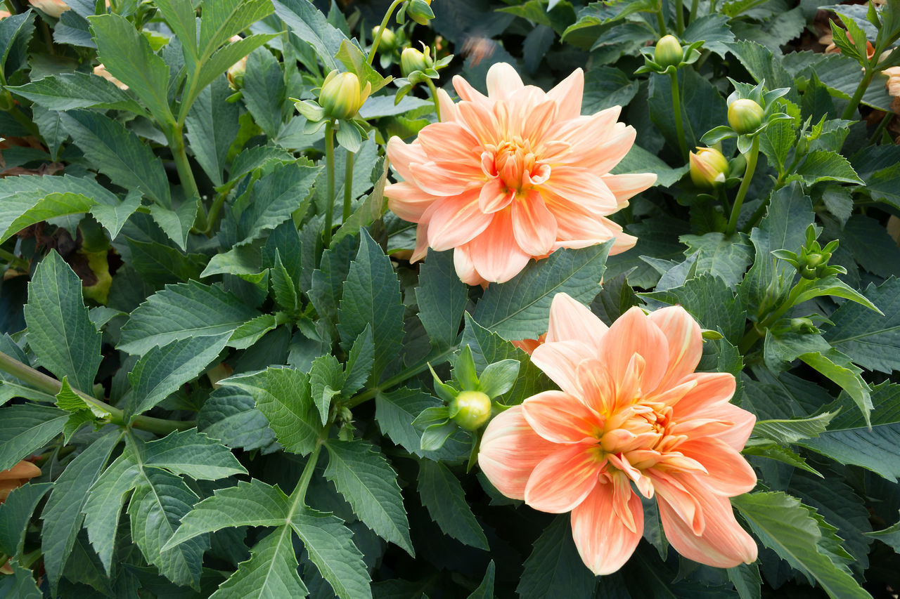 CLOSE-UP OF FLOWERS BLOOMING IN PARK