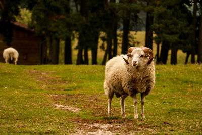 Portrait of sheep on field