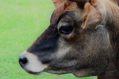 Close-up of cow on field