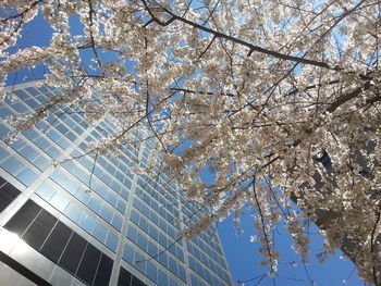 Low angle view of flowers on tree