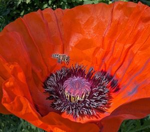 poppy