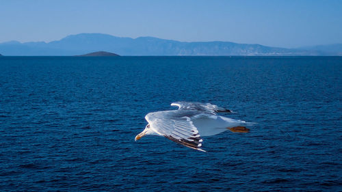 Seagull flying over sea against sky