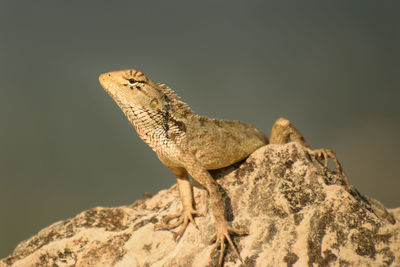 Close-up of lizard on rock