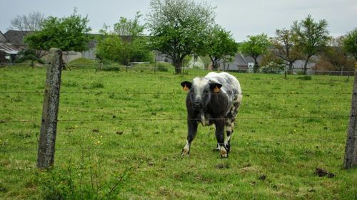 Horses in a field