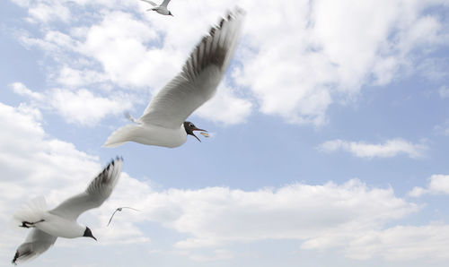 Low angle view of seagull flying in sky