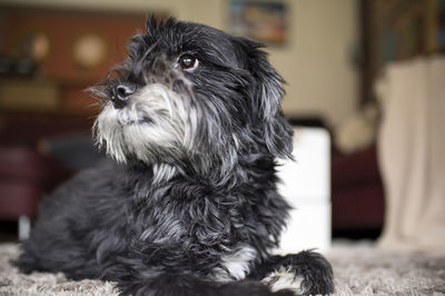 Close-up of dog looking away at home