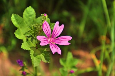 Close-up of pink flowering plant