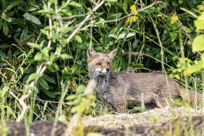 Portrait of a fox on land