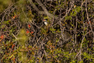 Bird perching on a tree