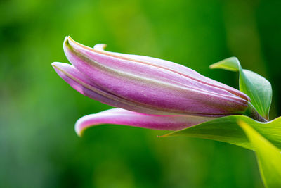 Close-up of purple flower bud