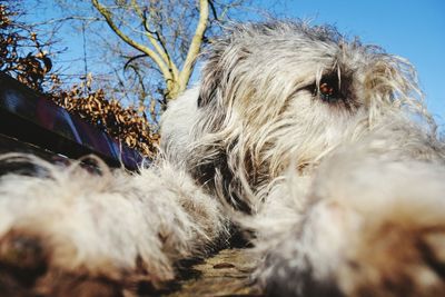 Close-up of dog against sky