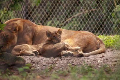 Cats resting in zoo