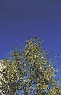 Low angle view of tree against blue sky