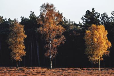 Low angle view of trees on field against sky during autumn