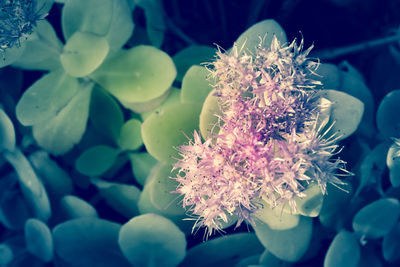 Close-up of insect on flowers