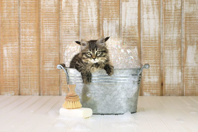 Portrait of kitten sitting on tiled floor