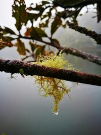Close-up of flower on tree against sky