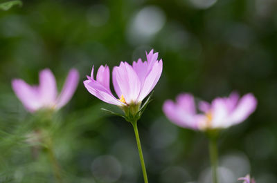 Close-up of pink flower blooming outdoors