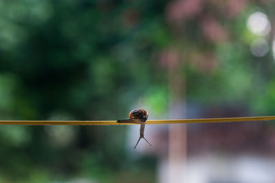 Close-up of snail