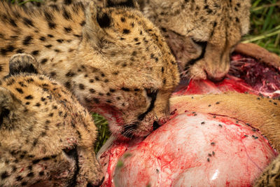 Close-up of three cheetahs eating hartebeest carcase